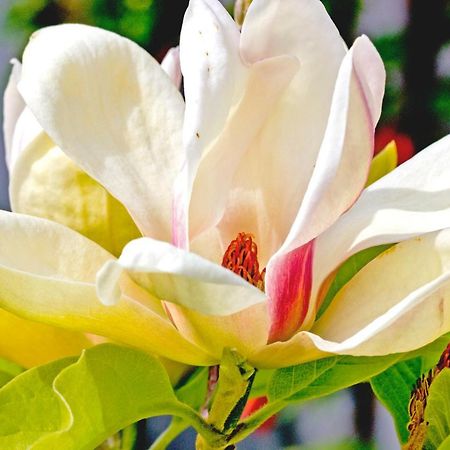 Magnolia House Bed and Breakfast Blenheim Buitenkant foto